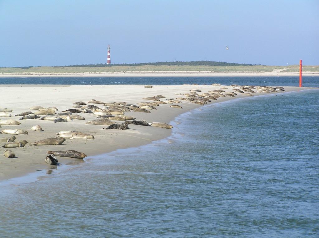 De Berkenhof Aparthotel Nes  Oda fotoğraf